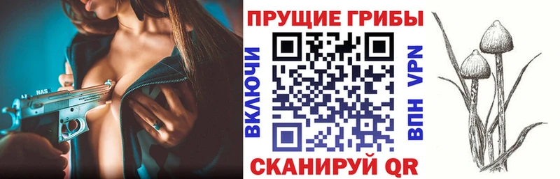 Купить закладки  Красный Кут  Псилоцибиновые грибы Psilocybe 